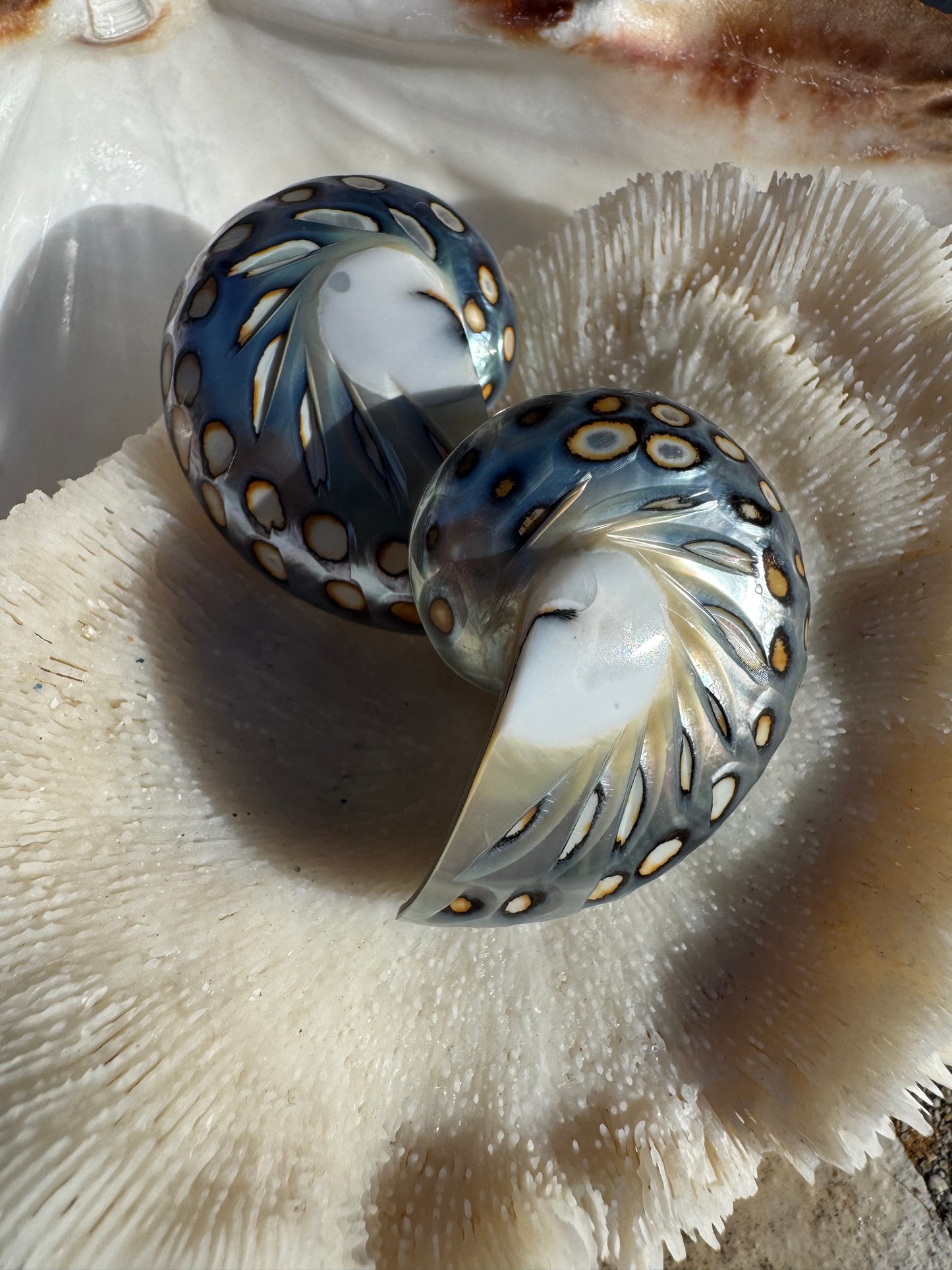Boucles dâoreilles Nautilus đ
