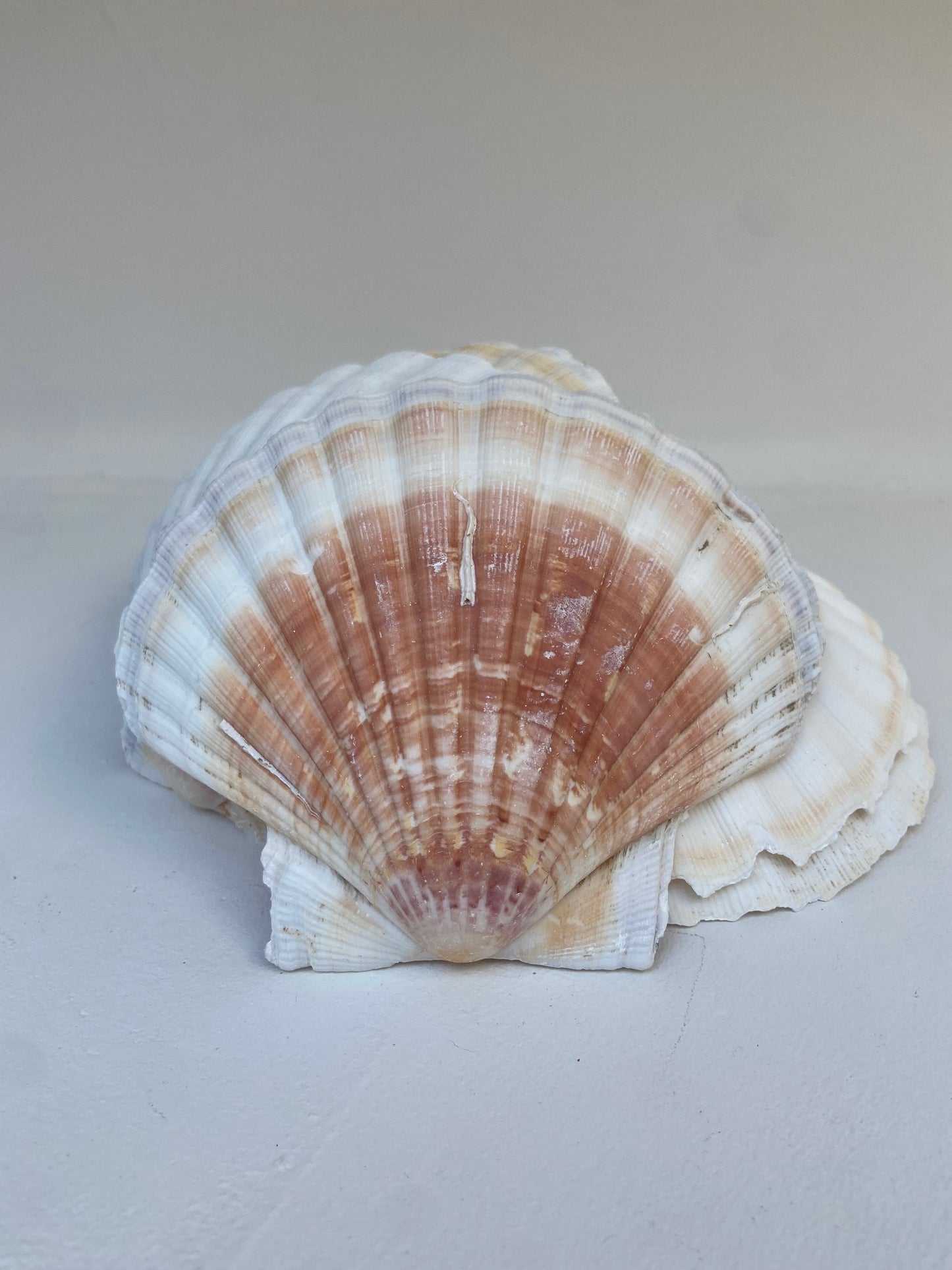 Coquille de décharge