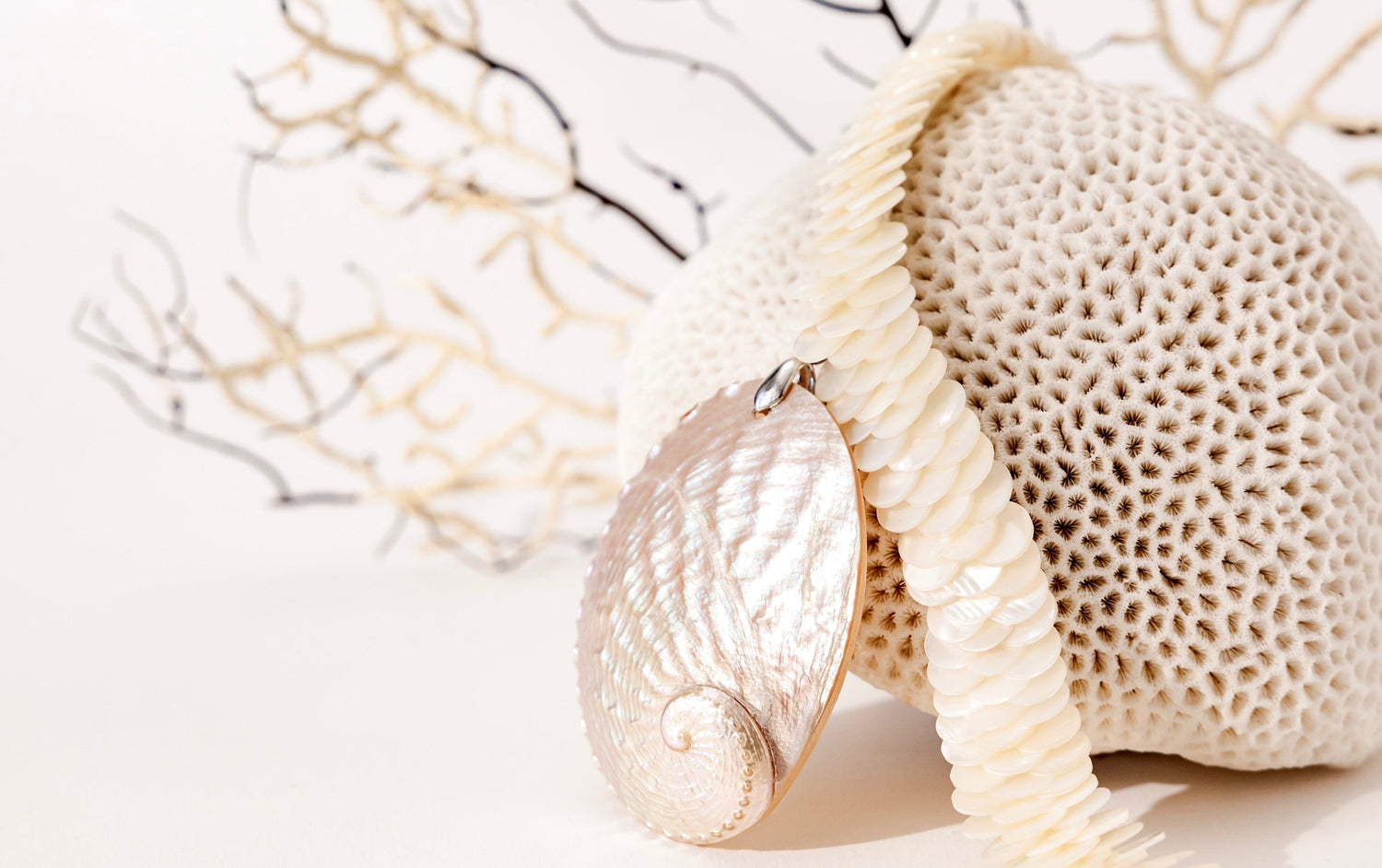 Collection Coquillage