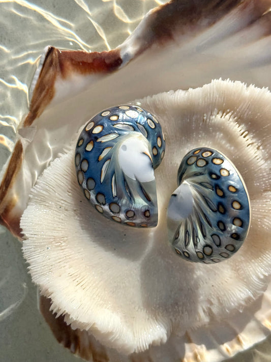 Boucles d’oreilles Nautilus 🐚