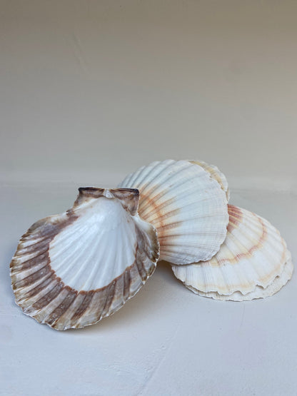 Coquille de décharge