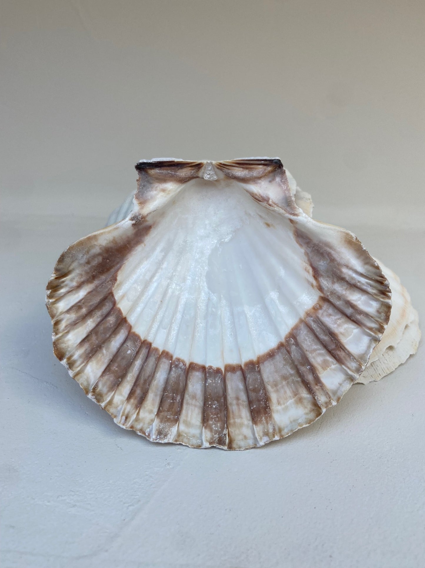 Coquille de décharge