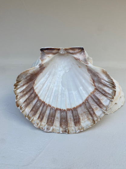 Coquille de décharge